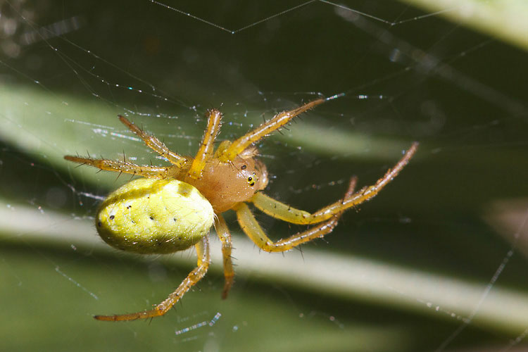 Araniella sp. - Barisciano (AQ)